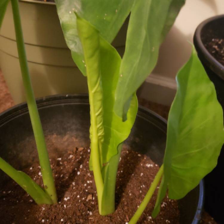 Plant image Alocasia gigantea