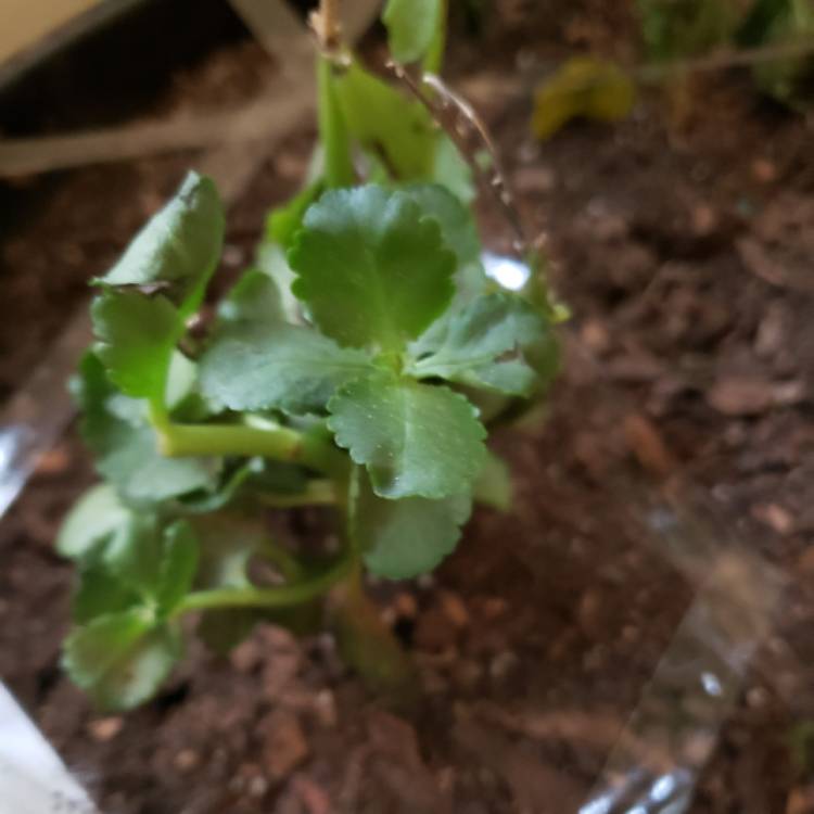 plant image 1168450