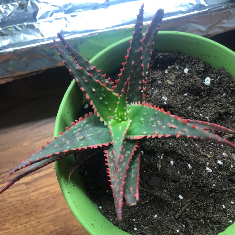 Plant image Aloe 'Christmas Sleigh'
