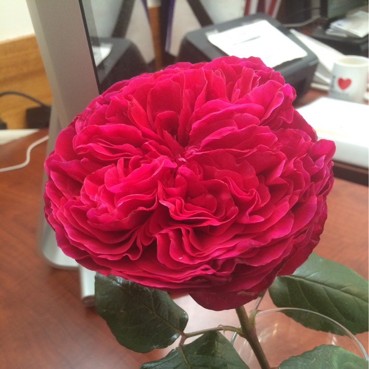 plant image 259166