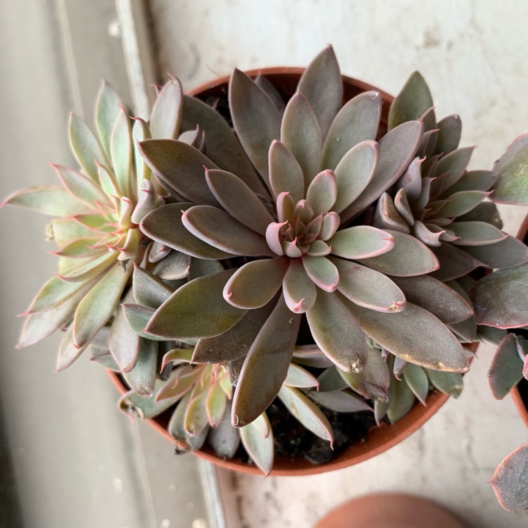 plant image 1010544