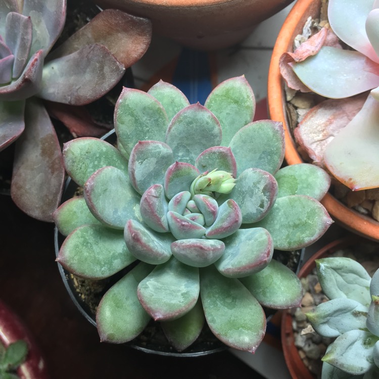 Plant image x Pachyveria Claire