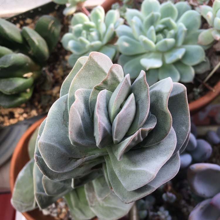 plant image 914198
