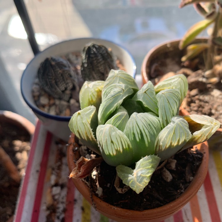 plant image 931488