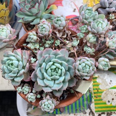Echeveria Prolifica