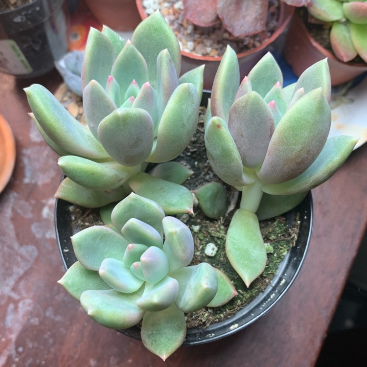 Plant image x Pachyveria Dr Cornelius