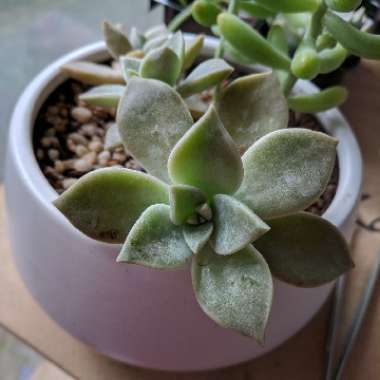 Graptopetalum Paraguayense subsp. Paraguayense