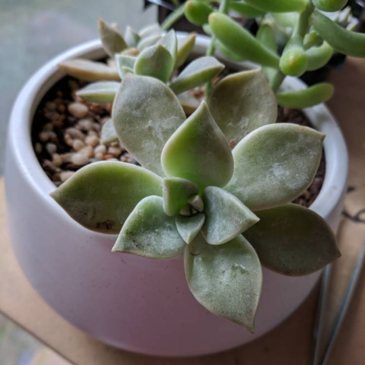 plant image 667512