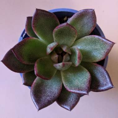 Echeveria Agavoides Blood Maria