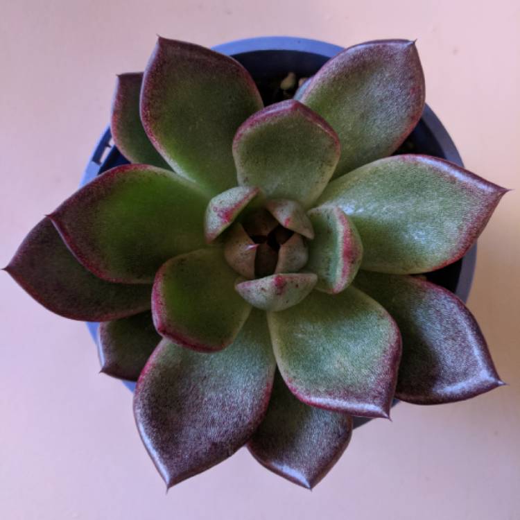 plant image 676045