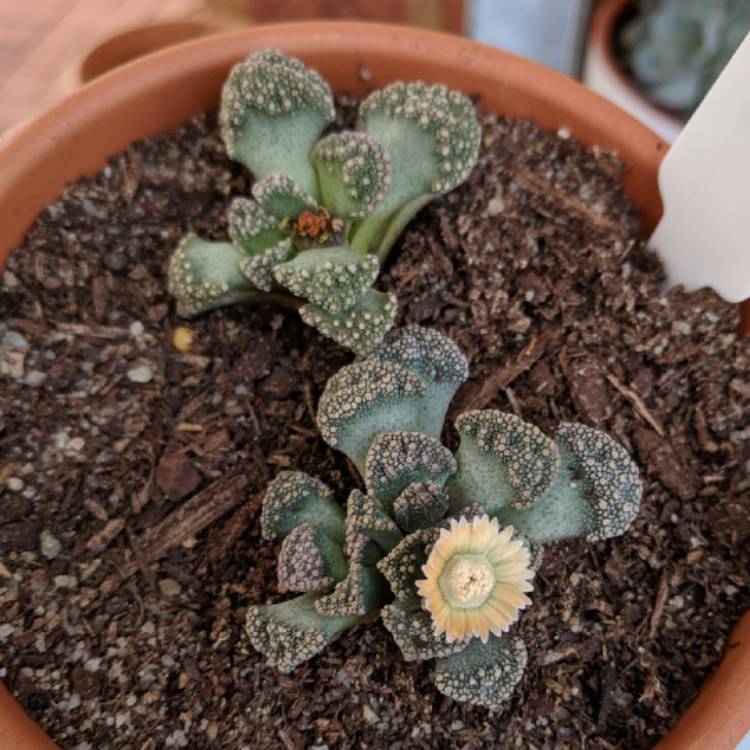 Plant image Titanopsis Calcarea (Living Jewel)