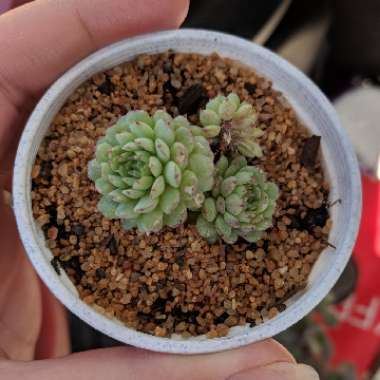 Echeveria Vincent Catto