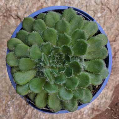 Echeveria 'Setosa Ciliata'