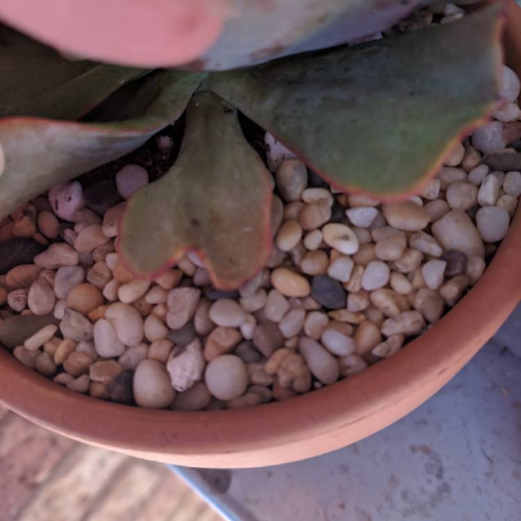 plant image 744063