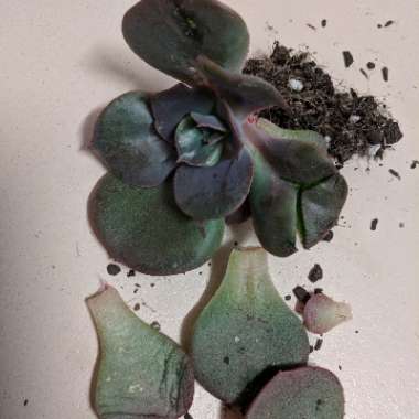 Echeveria 'Blue Metal'