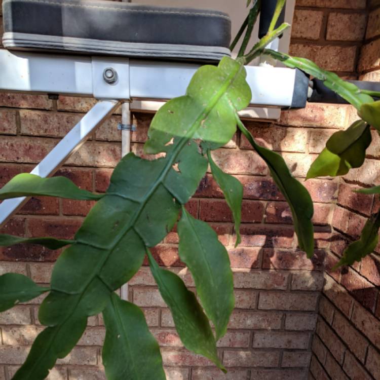 plant image 754058