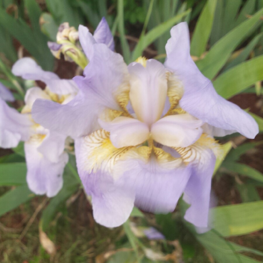 Plant image Iris x germanica 'Bel Azur'
