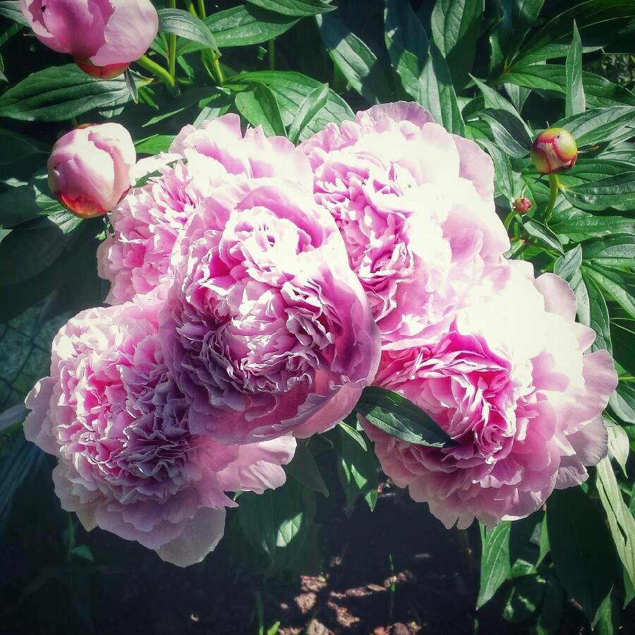 Plant image Paeonia x festiva 'Rosea Plena' syn. Paeonia officinalis 'Rosea Plena', Paeonia 'Old Double Rose'