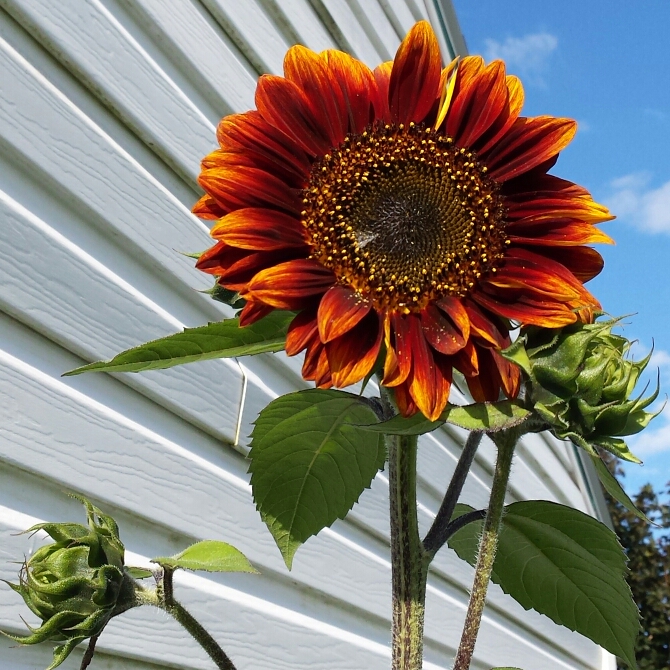 plant image 227616