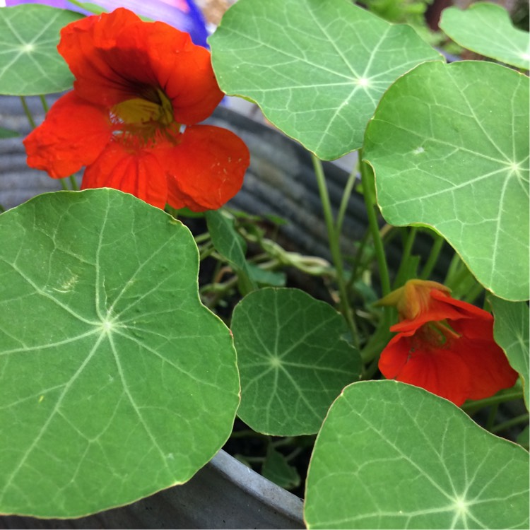 Plant image Tropaeolum lobbianum 'Spitfire'