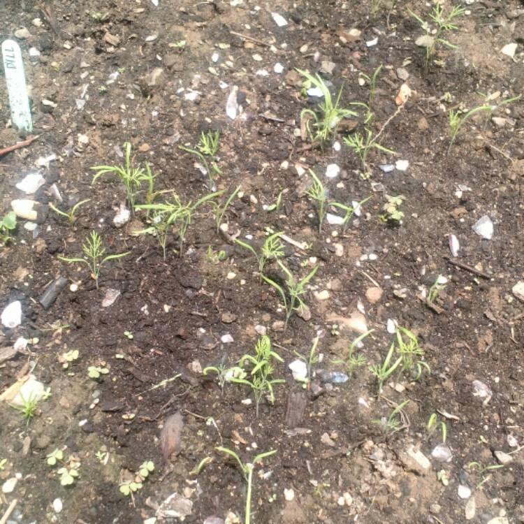 plant image 452804