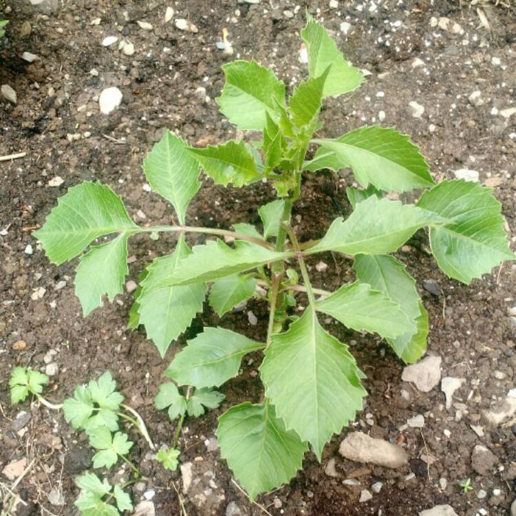 plant image 452828