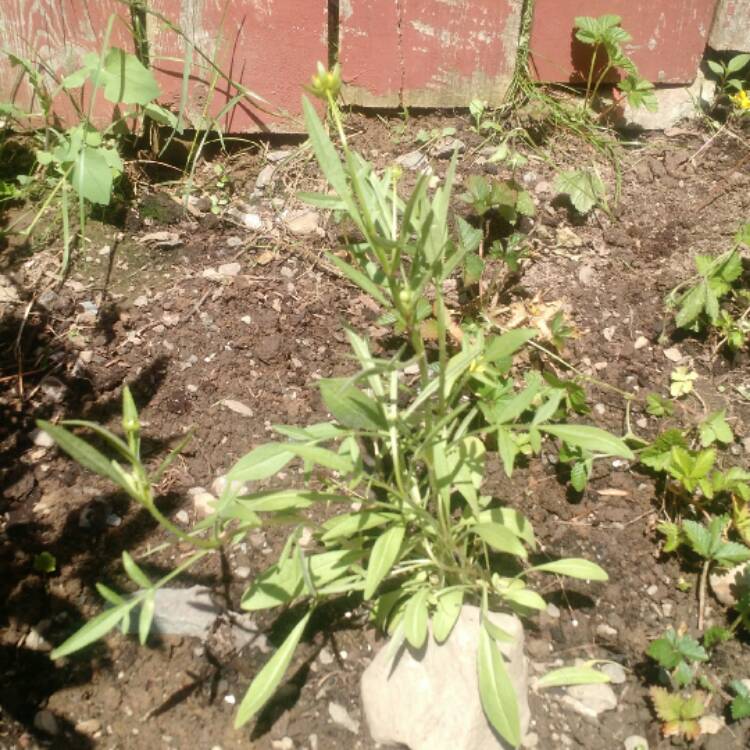 plant image 452845