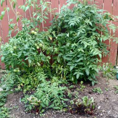 Miranda's garden