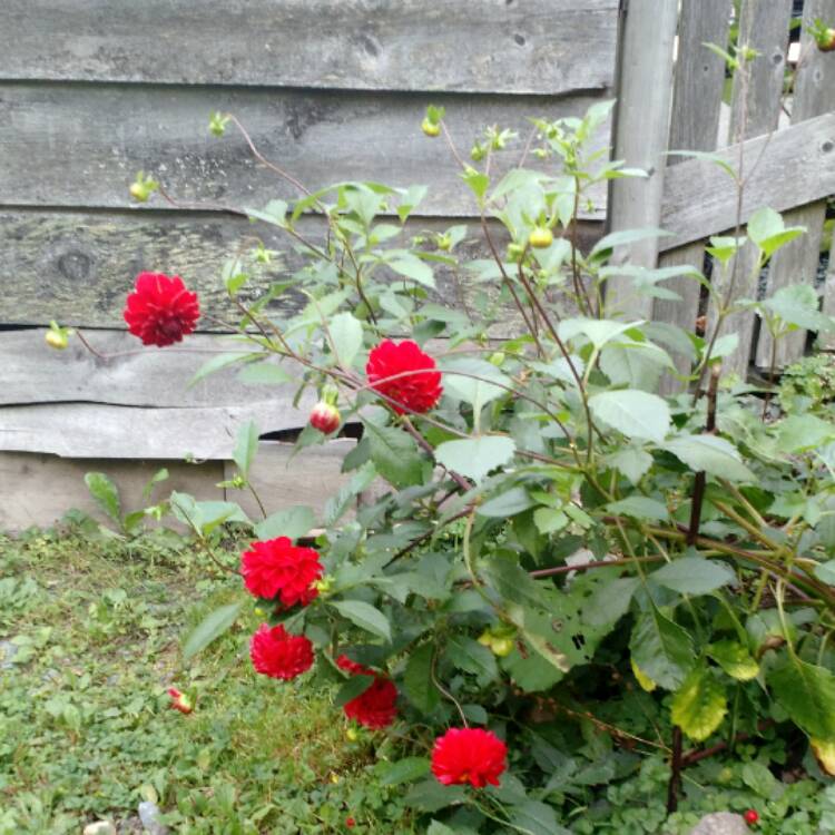 plant image 550601