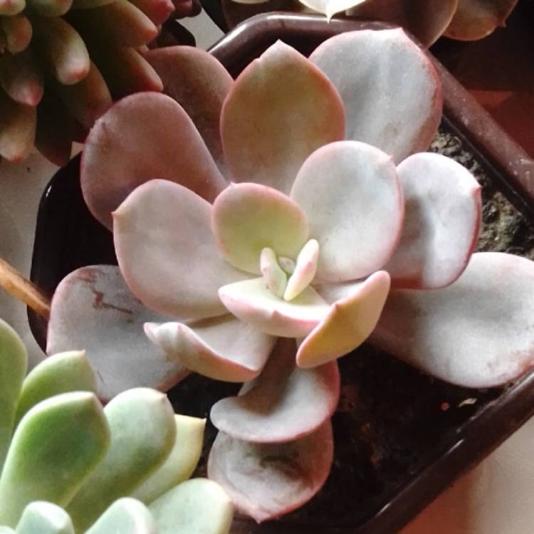 Plant image Echeveria Caly Argentea