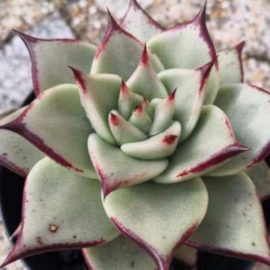 Echeveria 'Agavoides Ebony'