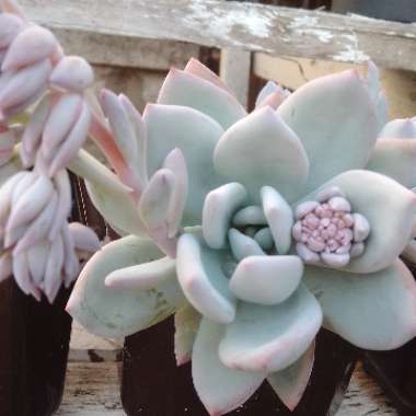 Pachyveria 'Powder Puff'