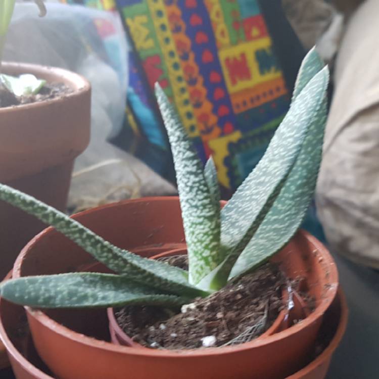 Plant image Gasteria baylissiana x erest rauschii