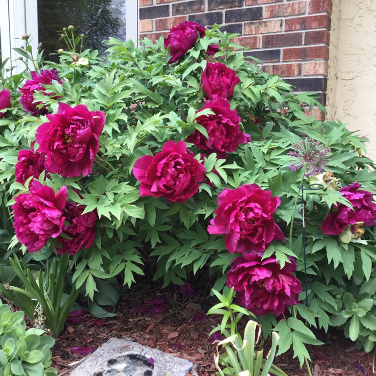 plant image 414220