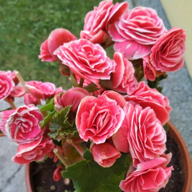 plant image 714119