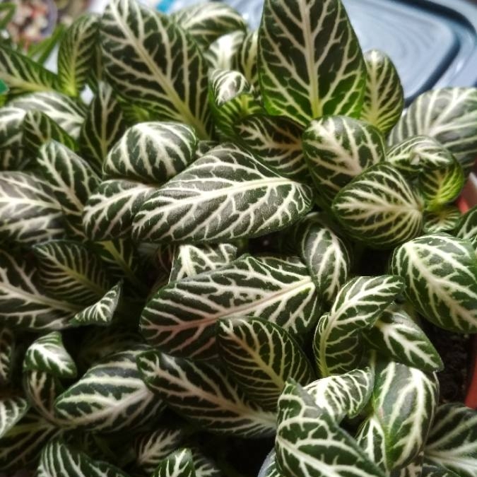 Plant image Fittonia argyroneura 'White Anne'