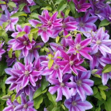Ranae's garden