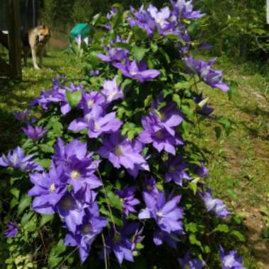 Ranae's garden