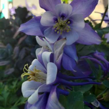 Columbine 'Blue Star'