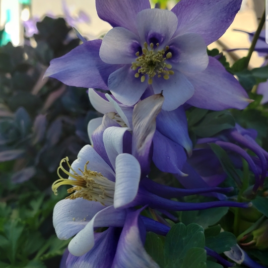 Plant image Aquilegia 'Blue Star'