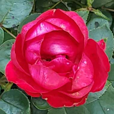 Ranae's garden