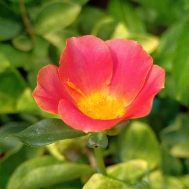 Portulaca oleracea