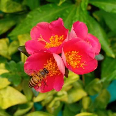 Portulaca oleracea