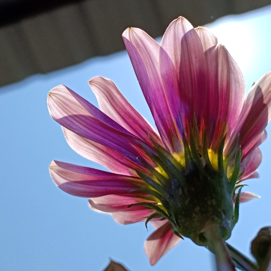 plant image 1329730