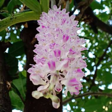 mishablaque's plant