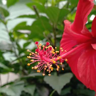 Sudha's garden