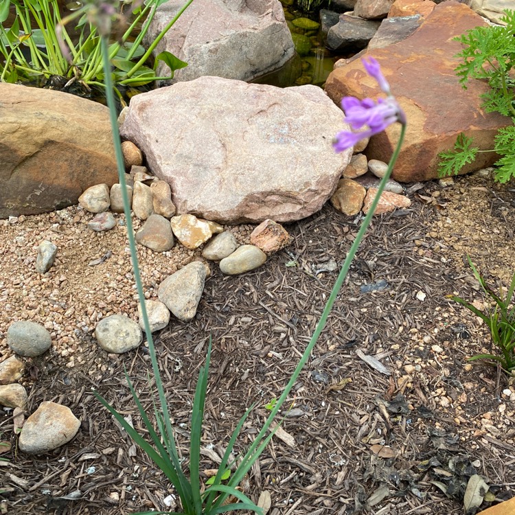 Plant image Tulbaghia violacea