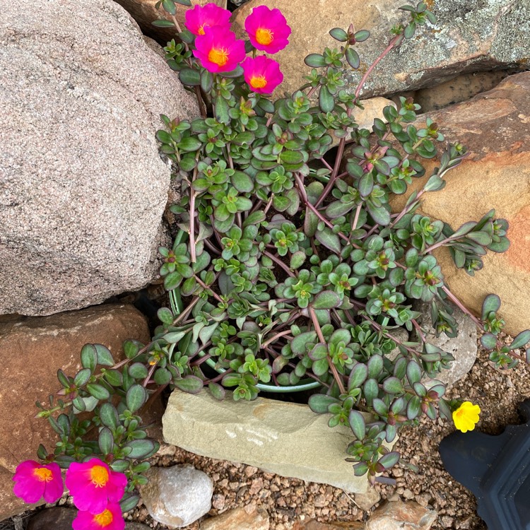 Plant image Calandrinia grandiflora