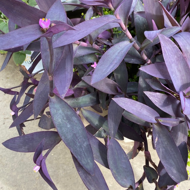 plant image 1667984 plant image 1667984
