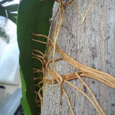 Dragon Fruit Cactus